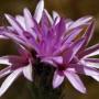 Mt. Tamalpais Lessingia (Lessingia micradenia): A native which is classified as rare, threatened or endangered by the CNPS.